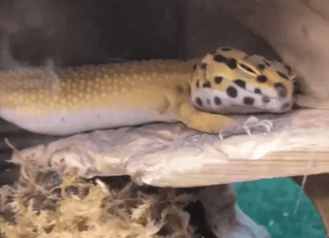 For those who have difficulty getting up in winter, about the winterization of leopard geckos