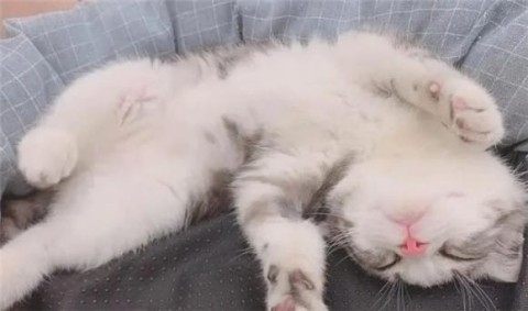 Where a cat sleeps determines its personality, super accurate