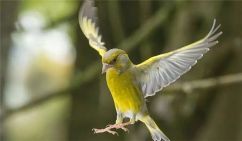 It turns out that with these tricks, you can train parrots to defecate at fixed points, so that you no longer have to worry about cleaning up bird droppings!