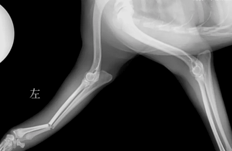 Treatment experience of radius and ulnar fractures in dogs and cats: initial diagnosis, treatment plan, and treatment method selection