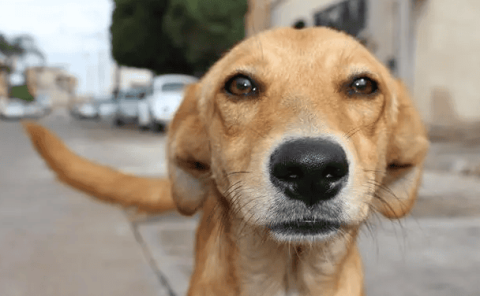 The best number of whiskers on a dog’s chin