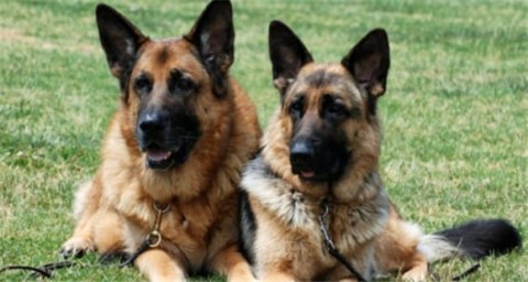 Are Blackback and German Shepherd the same breed?