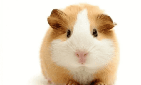 Meow Planet | Eight taboos for novice hamster owners, don’t make any more mistakes!