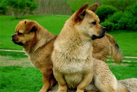 Ancestor: Dogs with these characteristics are really 