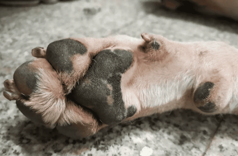 The black skin of the dog's paw pads fell off