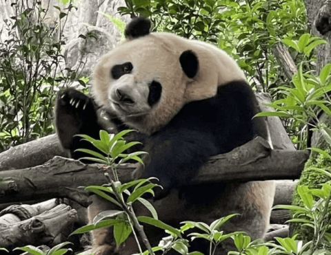 The number of giant pandas in captivity worldwide reaches 728, and 46 will be bred and survived in 2023.