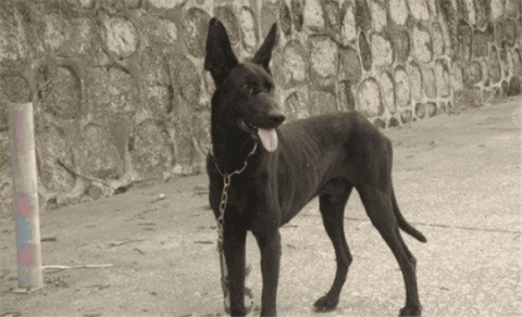 What breed is the black wolfhound?