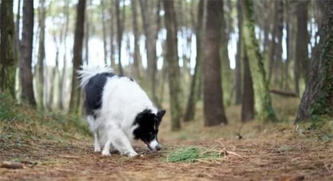 Owners, stop shaving your dogs! This does no good to the dog