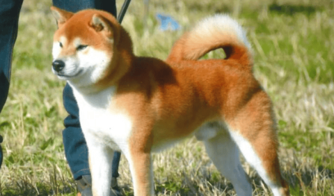 Which one is more expensive, Kishu or Shiba Inu?