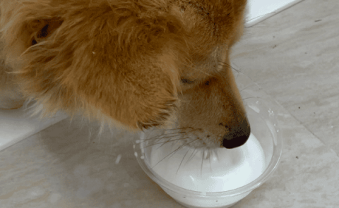 Can dogs drink pure milk?