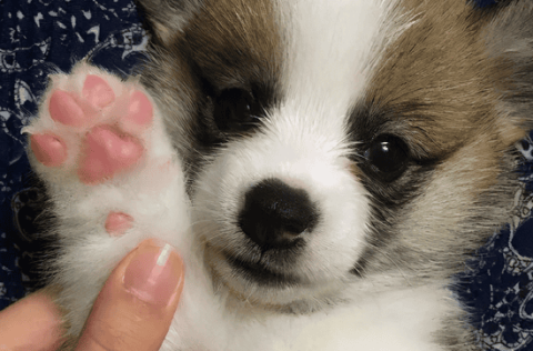 What is the cause of red, swollen and bulging dog toes?