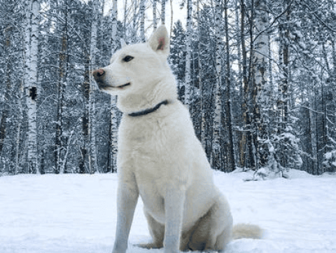 How much does a Kishu dog cost?