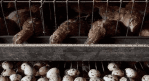 4 reasons why medicines are used in quail breeding