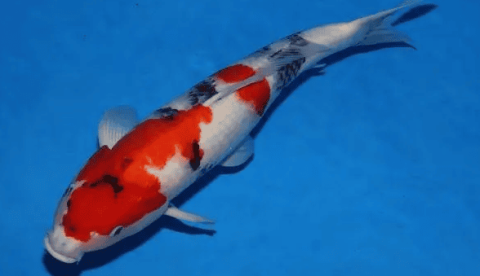 How to choose Showa three-color koi?