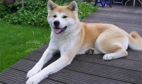 Characteristics of Japanese Akita Inu