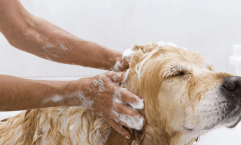 Can dogs use human body wash?