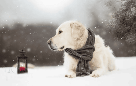 A must-read when raising a dog in winter, five common mistakes, don’t hurt your dog again!