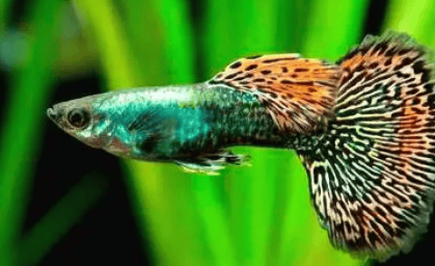 How to choose high-quality guppies?