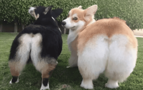 Which one looks better, black corgi or yellow corgi?