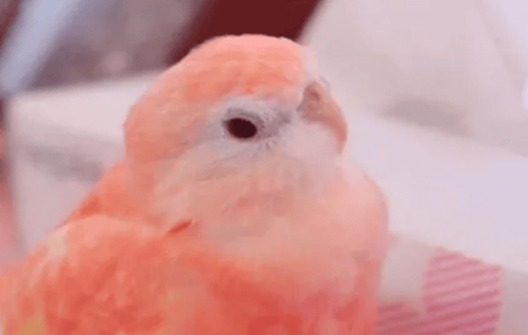 Where to buy pink autumn grass parrot