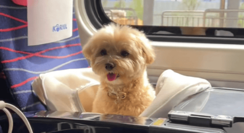 Can dogs ride the high-speed rail?