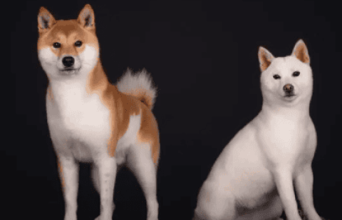 Difference Between Kishu Inu and White Shiba Inu