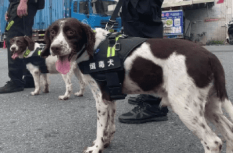 Drug-sniffing dogs can sniff out sealed drugs