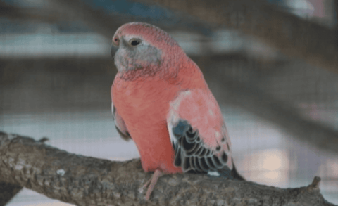 Can pink autumn grass parrots be kept?