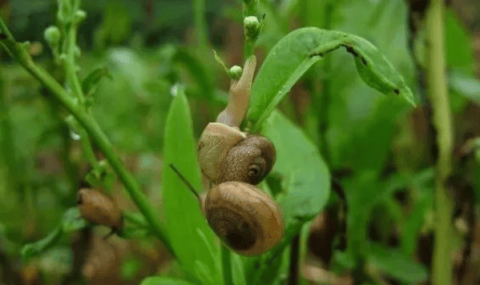 Scientifically control snails in vegetable fields and promote vegetable roots. This approach is very dangerous! ?