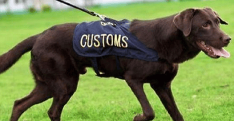 Drug detection dog breed ranking pictures