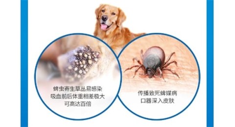 Dog internal deworming is super reliable