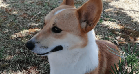 Is black and white Corgi more expensive or yellow and white?