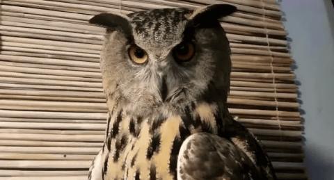 What does it mean when an owl keeps staring at you?