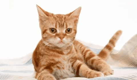 Does a cat have shortness of breath when breastfeeding?