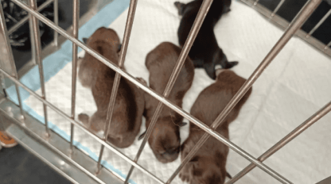 Can a newborn puppy be kept in an air-conditioned room?