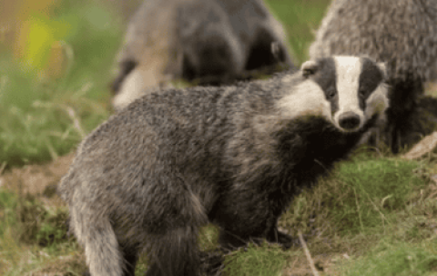 What level of protected animals is the badger?