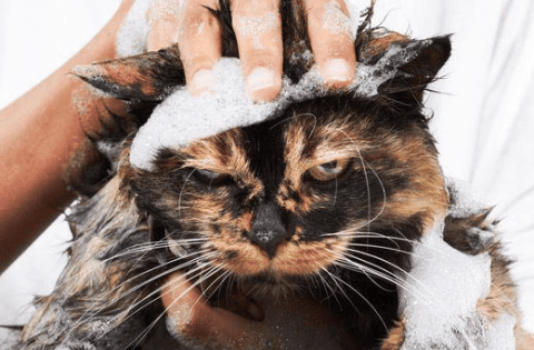 What is the normal temperature of cat bath water?