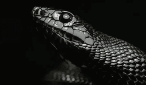 The Mexican black king snake looks fierce and domineering