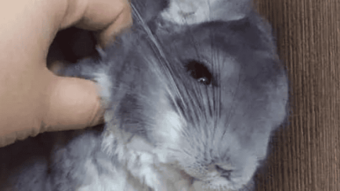 Some common diseases of chinchillas