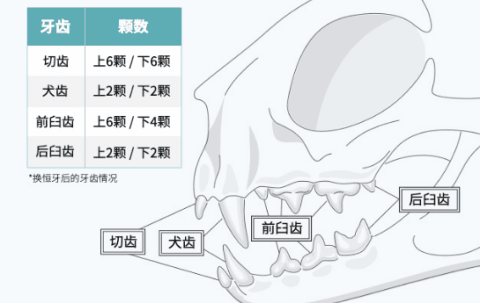 Jialezi Sky Class·Kitten Chapter ④: Carefully take care of the oral cavity of kittens