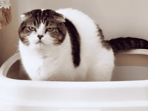 What to do if your cat poop smells bad! 6 tips to collect quickly