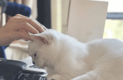 Cats like to rub their heads against people