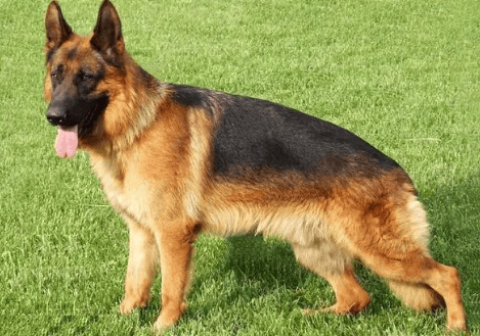 Are Blackback and German Shepherd the same breed?