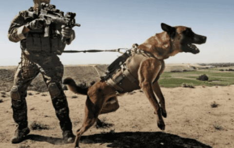 What breed of dog is the military dog?