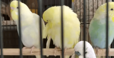 What should I do if my budgerigar develops bad habits?