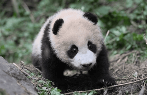 How old is a giant panda? Giant Panda Growth: The Magnificent Journey from Cub to Adulthood