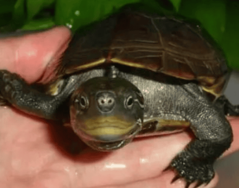 A brief discussion on the reasons why young stone turtle seedlings bite each other’s tails