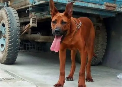 Laizhou Red Dog changes color after several months