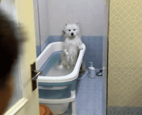 The mother went to chat with someone else while giving the dog a bath, and the dog looked helpless.