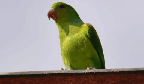 Is it allowed to keep Autumn Grass Parrots in China?